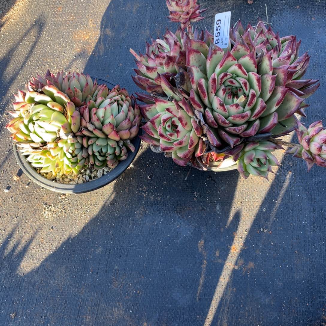 无花朵若如东云单拍B559