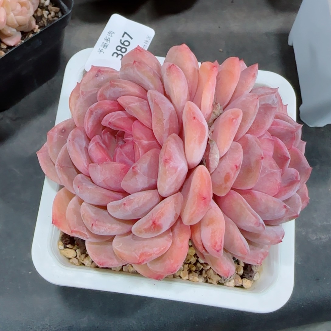 母本冰魄，3867多肉