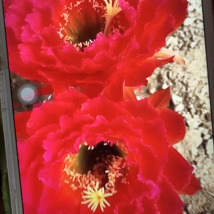 春春侧芽5公分毛花柱