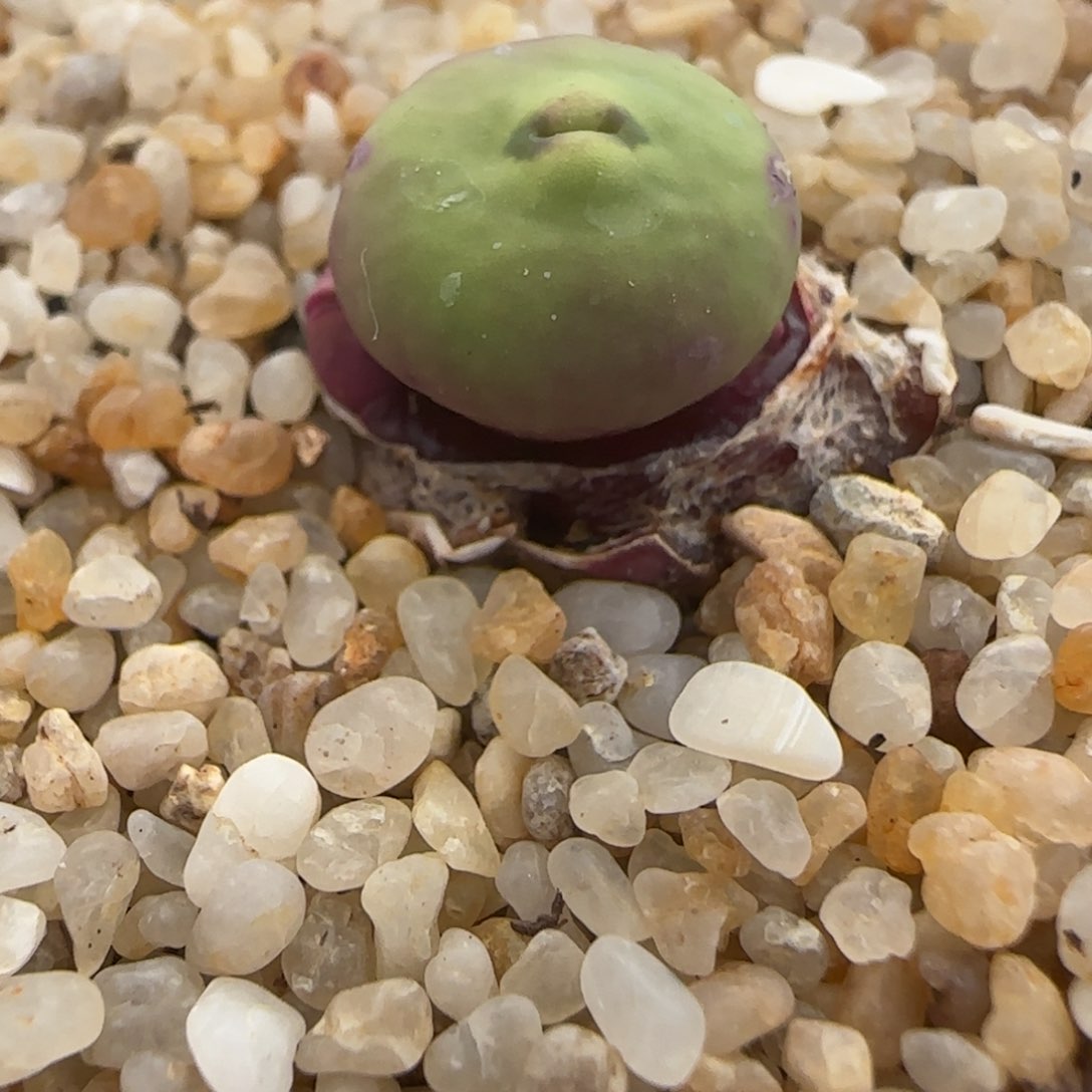 多肉植物超级大嘴7号