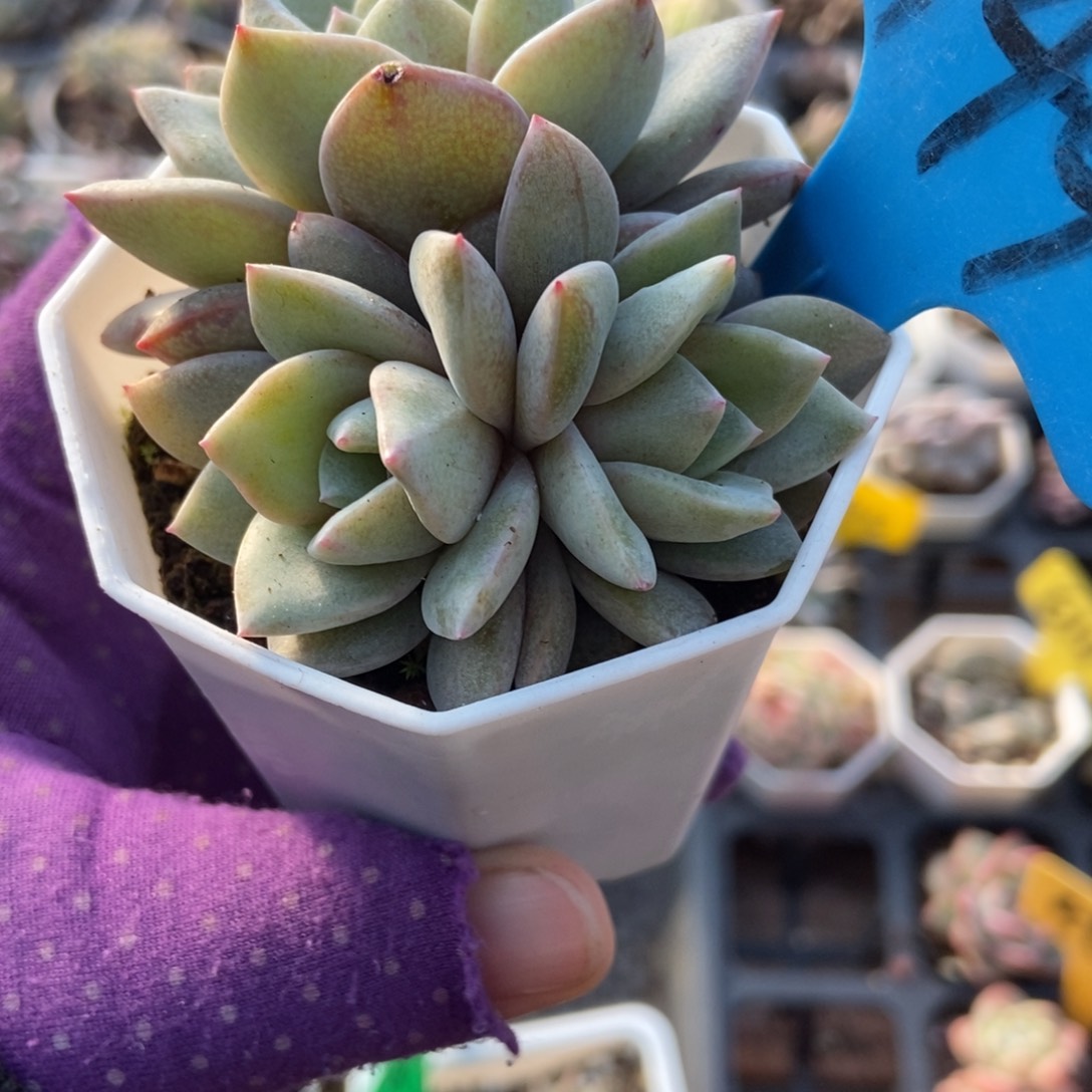 949德国香槟多肉植物