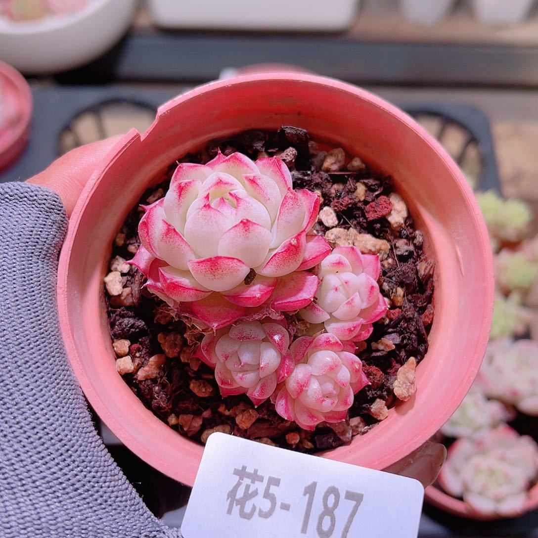 花05-187女王小群