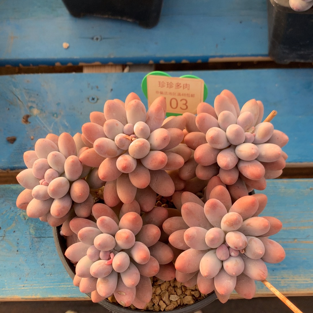 小***子大叶汤圆无砍平头103