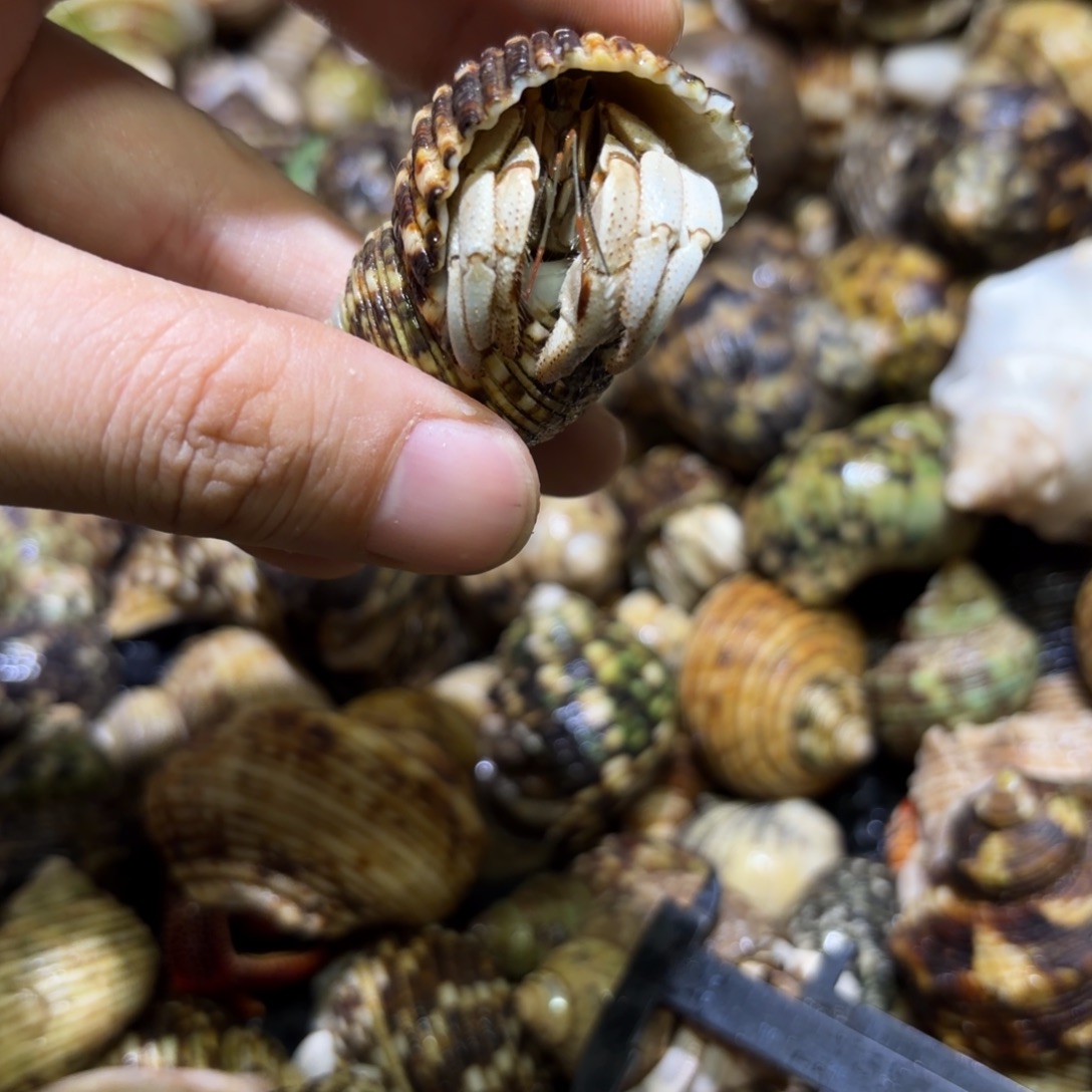 活体宠物 不退不换 7