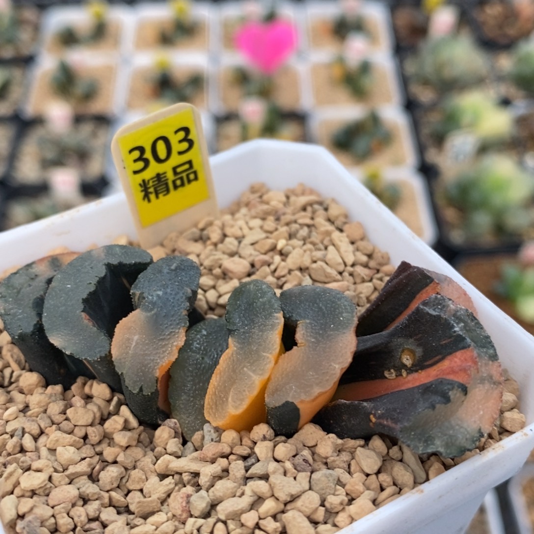 不开花植物303大海原