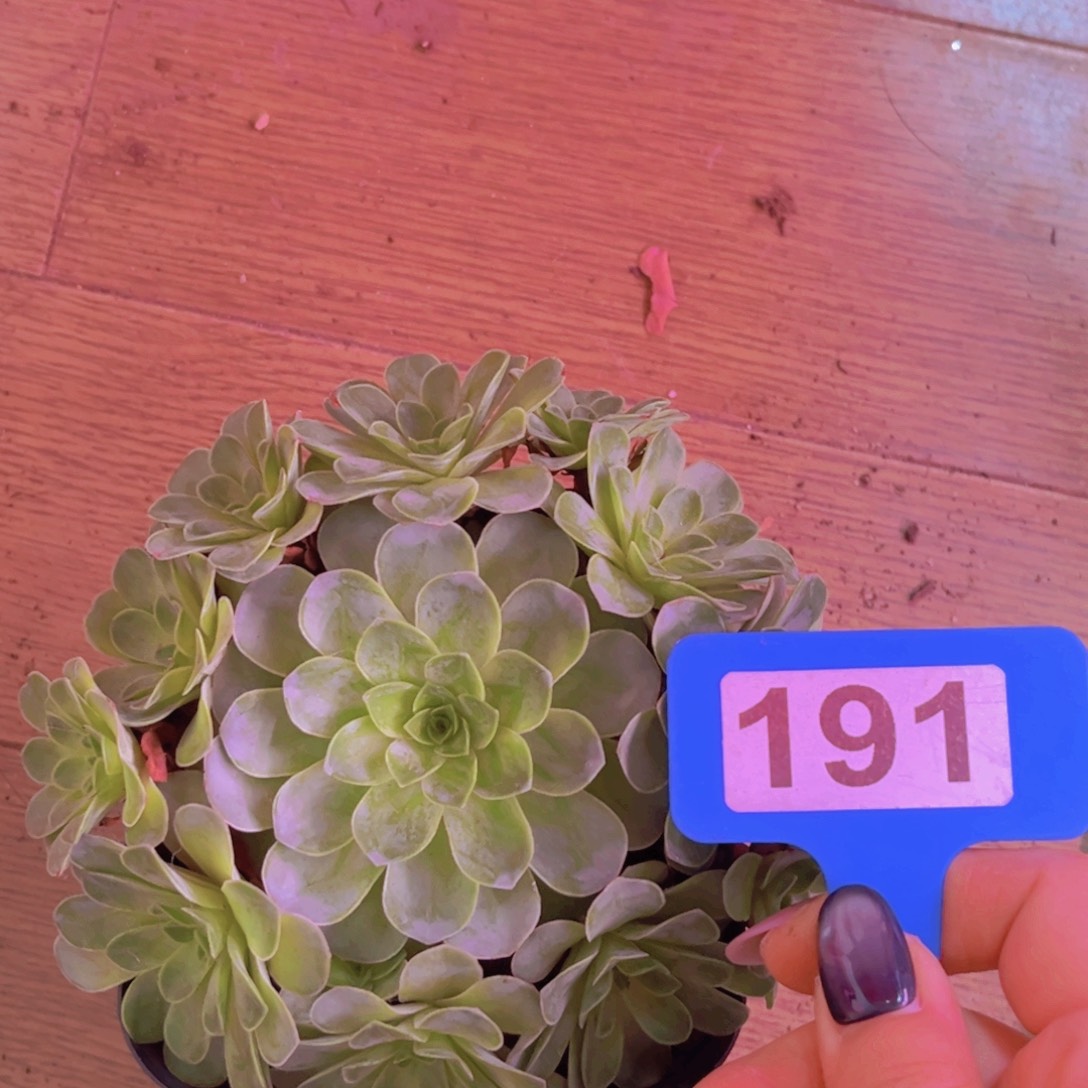 191山地玫瑰绿色