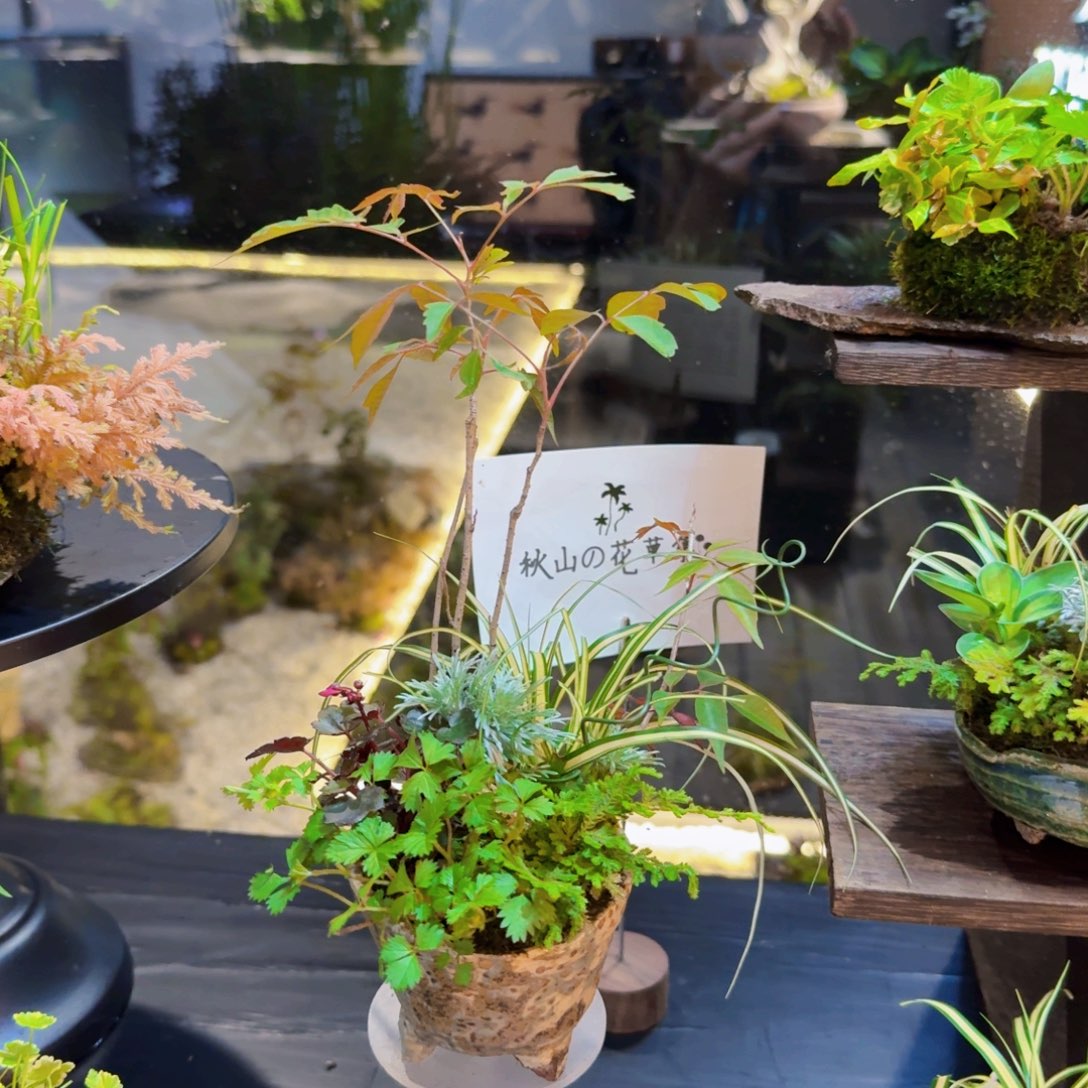 H*a日本手作盆山野草