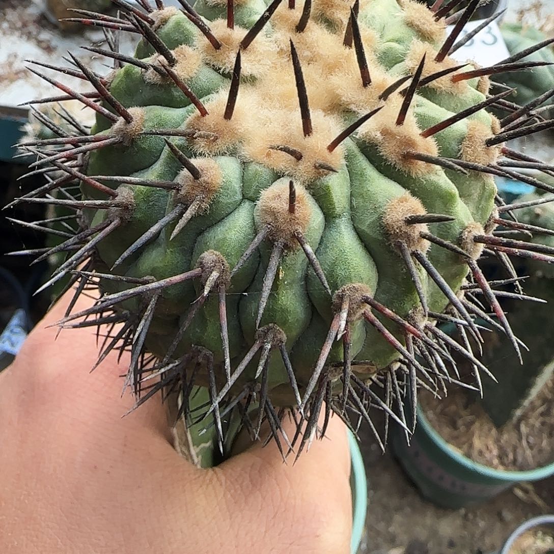 黑王433仙人球开花