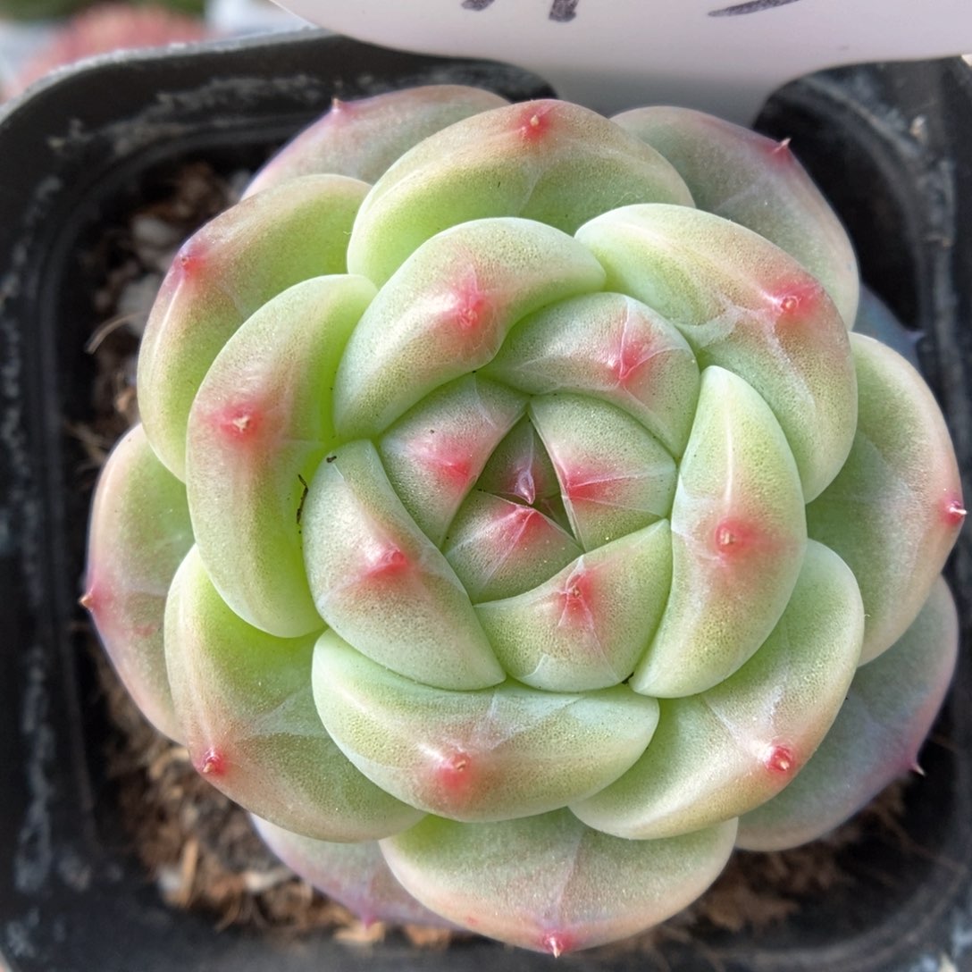 魅影新品可拍713号