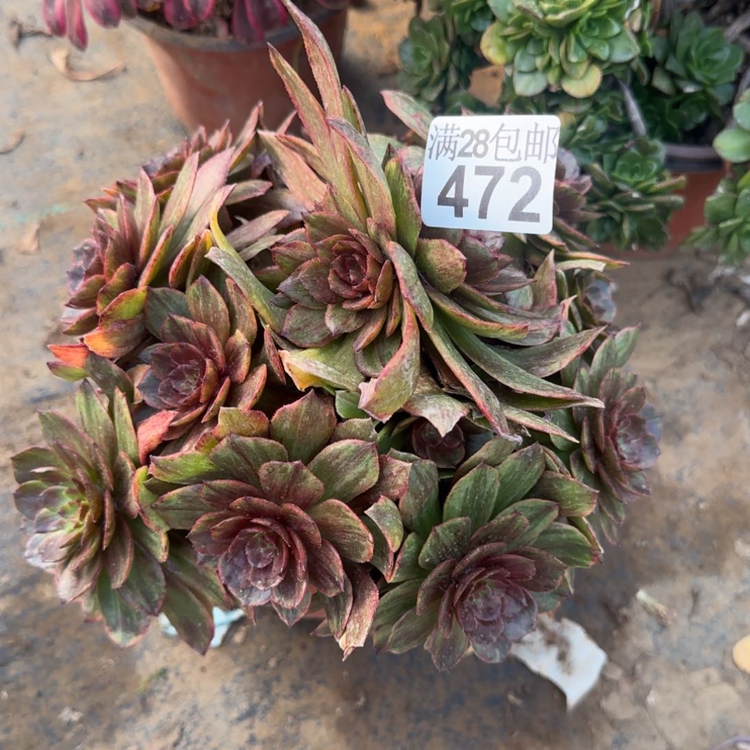 红丝绒多肉472满28包邮断枝不包