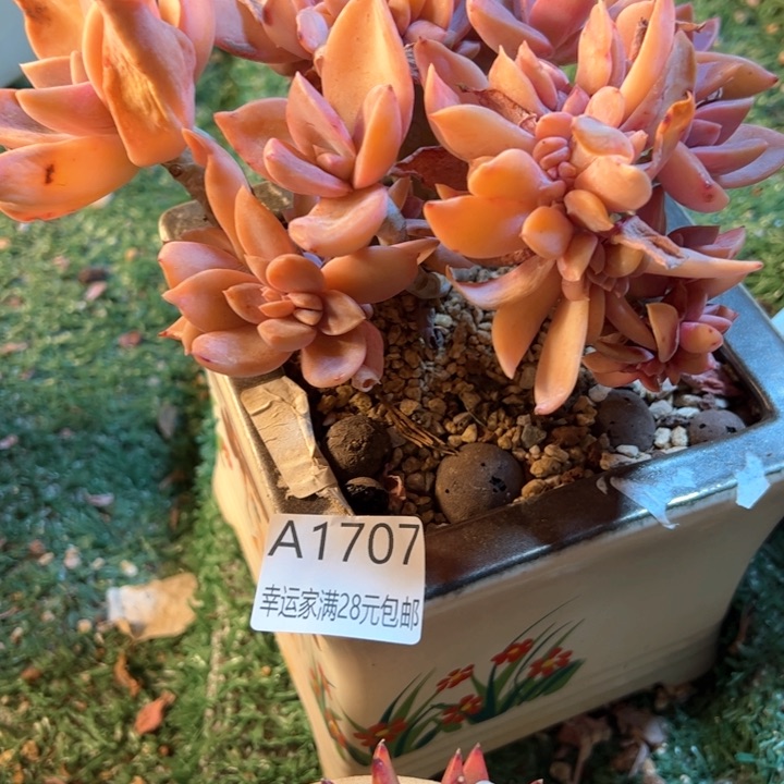 幸运的是我的朋友们都
