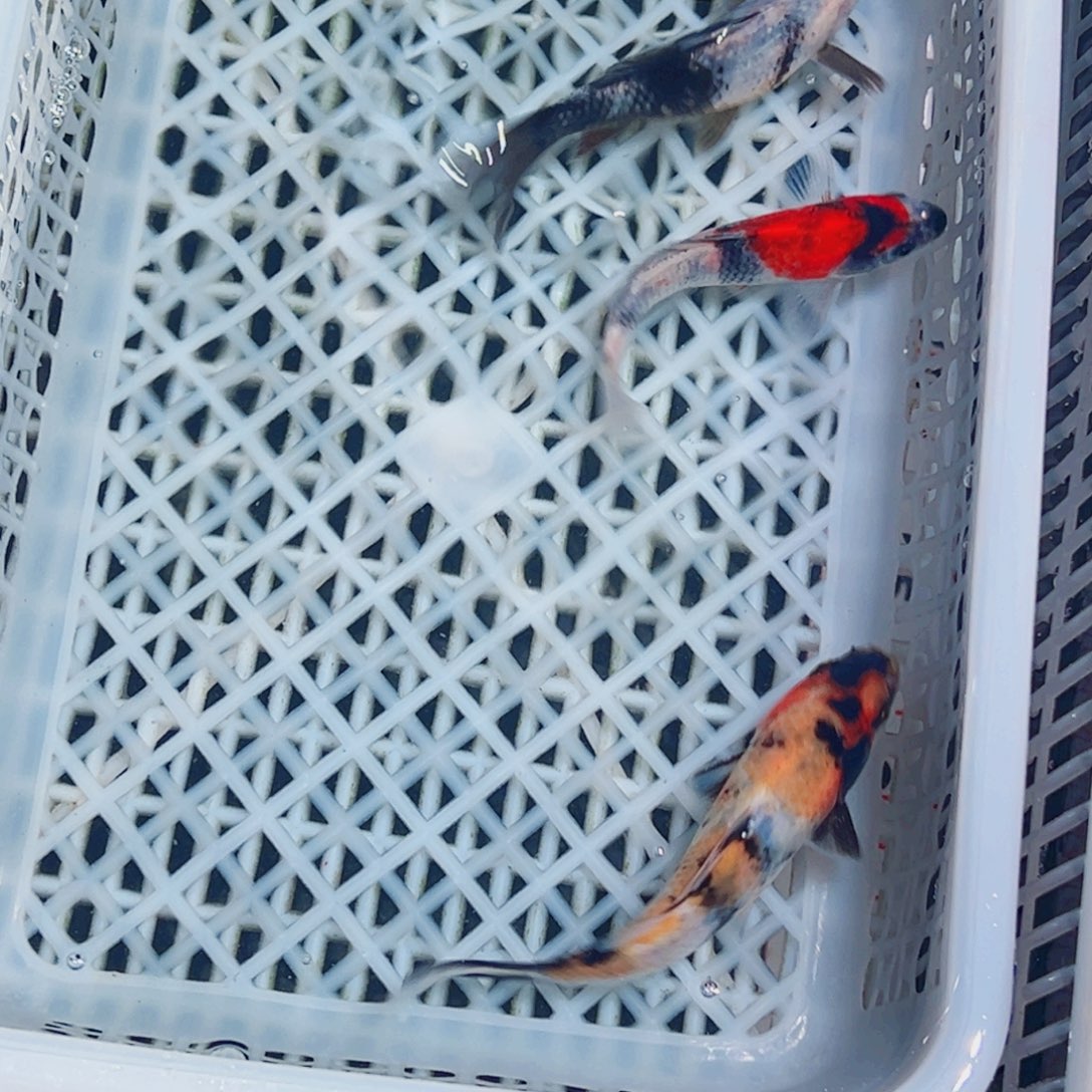 锦鲤锦鲤观赏鱼1111