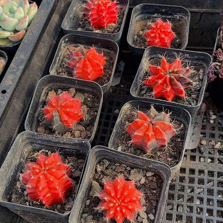 绣球锦带盆土发货