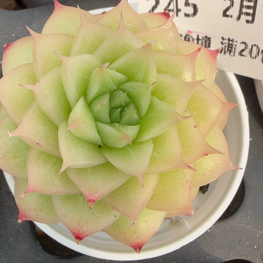 花语逸境0216-245