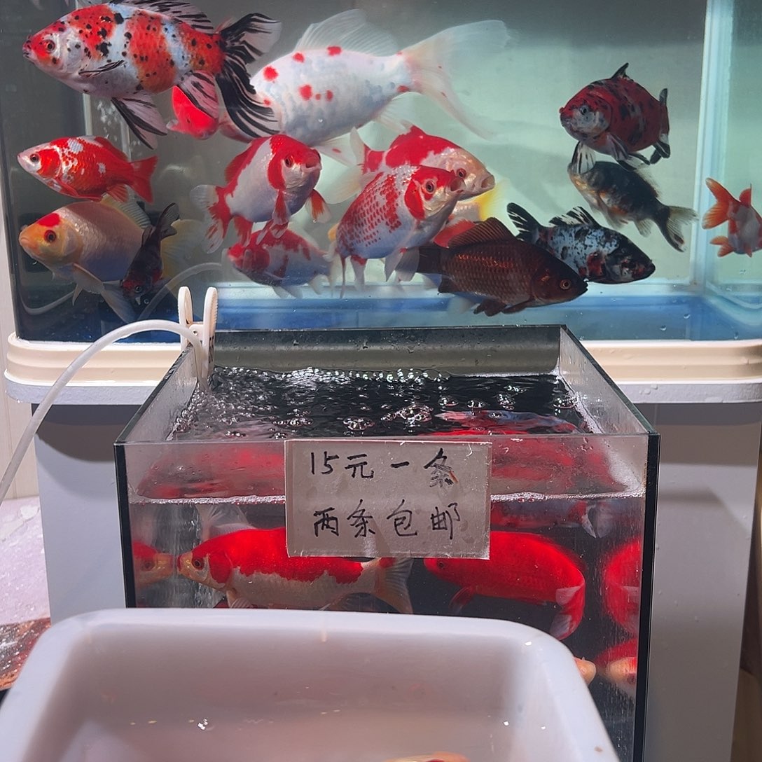寿***）海水观赏鱼福利多多啊