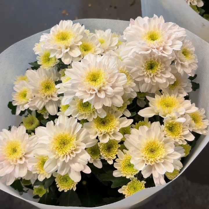 新品桃花雪小菊盆栽