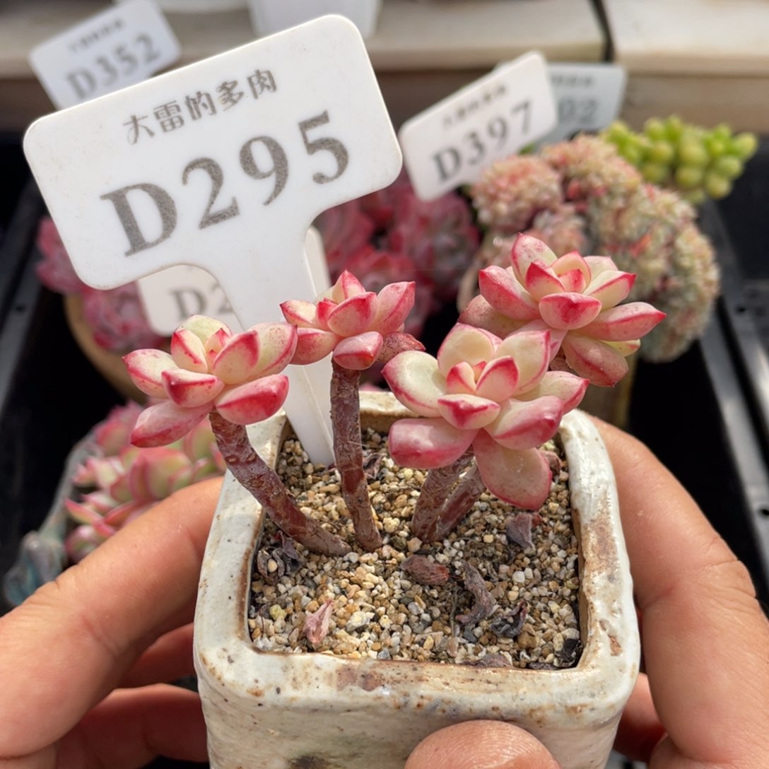 295探戈不带盆8厘米