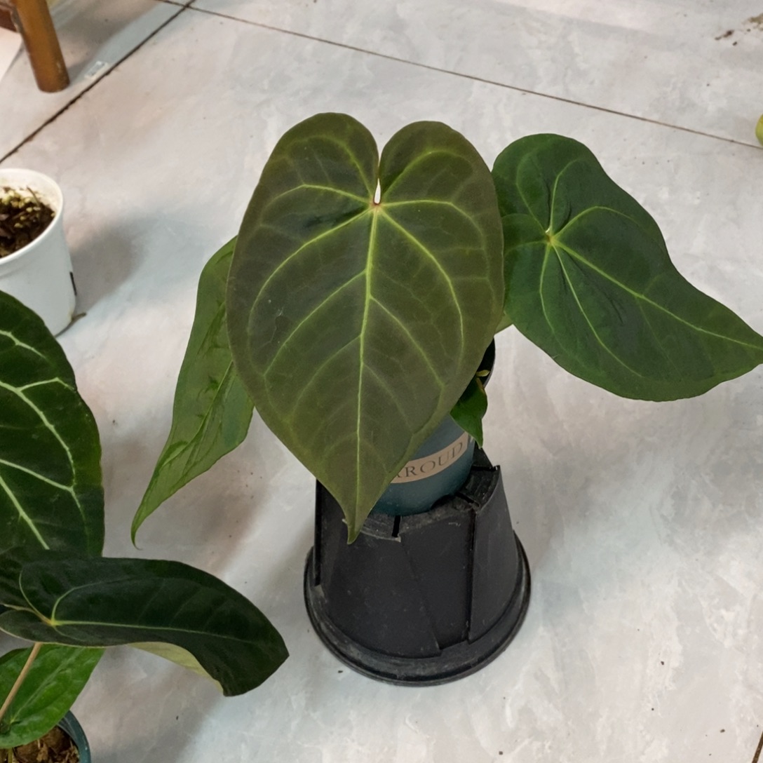 不开花植物黑丝绒杂（2颗包邮无售后）