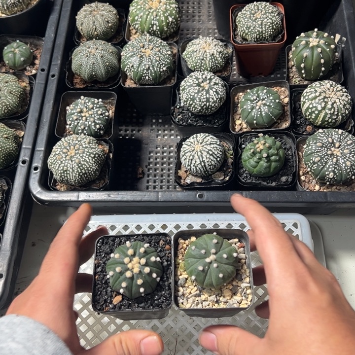 一物一拍仙人球兜