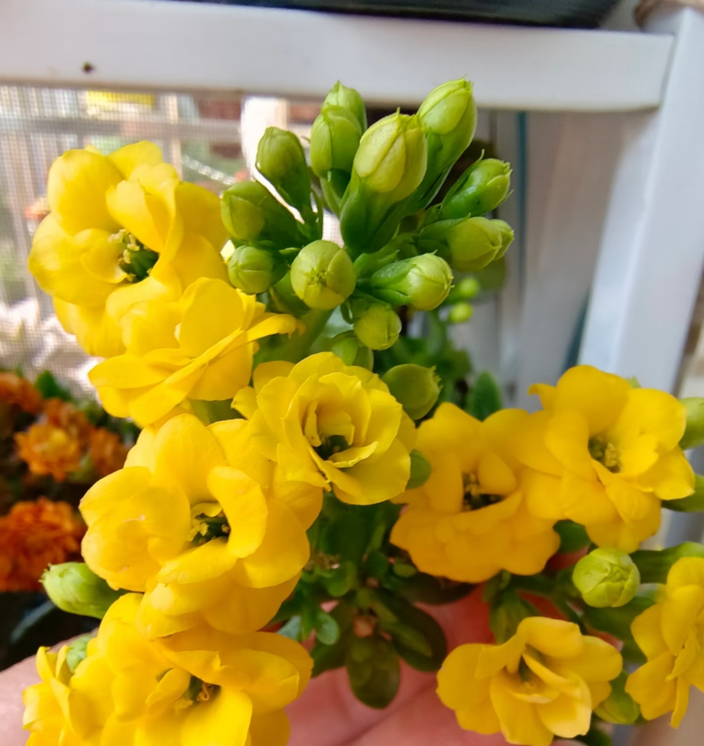 洛神珠，110原盆原土