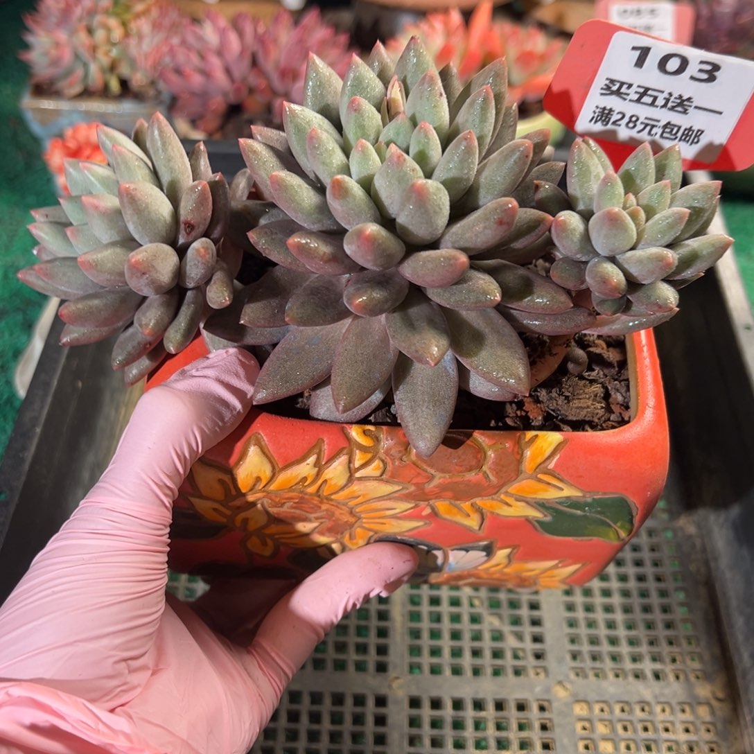 表妹精品多肉植物103: