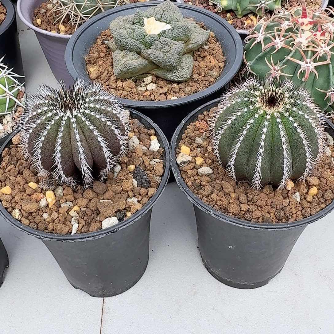 仙人球一物一拍    