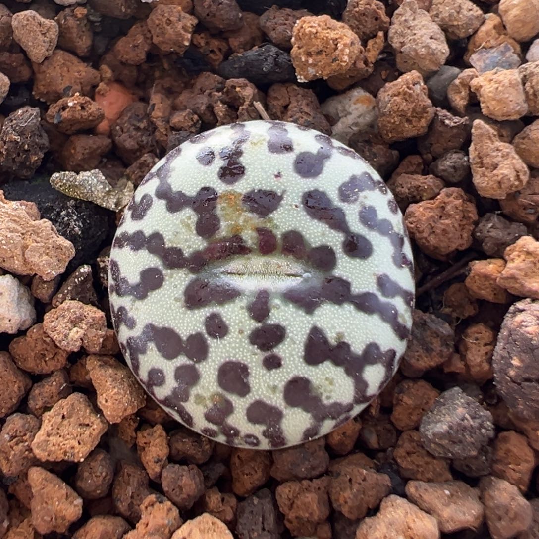 80多肉植物百科植物