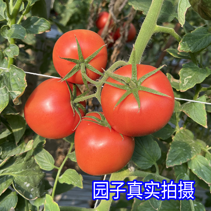 【艾】攀枝花露天沙瓤西红柿手撕开带沙炒菜煲汤现摘带箱5斤