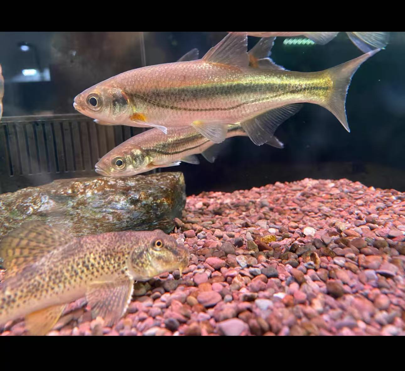 大眼华鳊鱼马口獵金边鱼原生缸必备鱼溪流鱼冷水鱼好养耐活观赏鱼