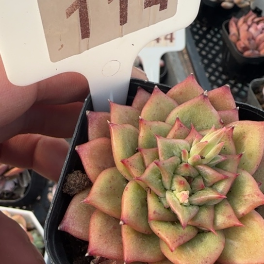 114林肯多肉满18包邮