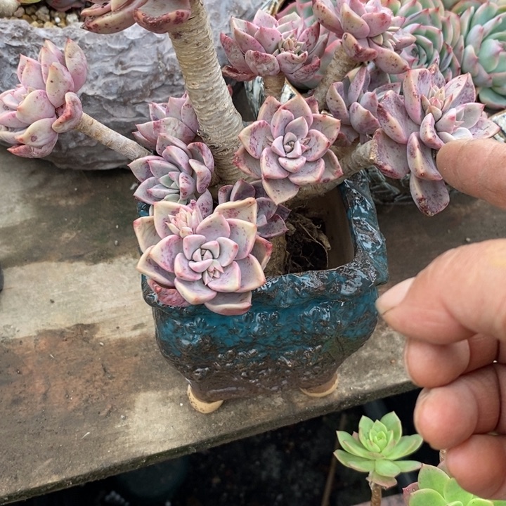 红粉佳人整无砍多肉