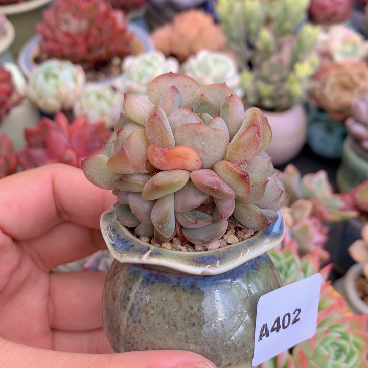 一物一拍含盆土满38包邮A402