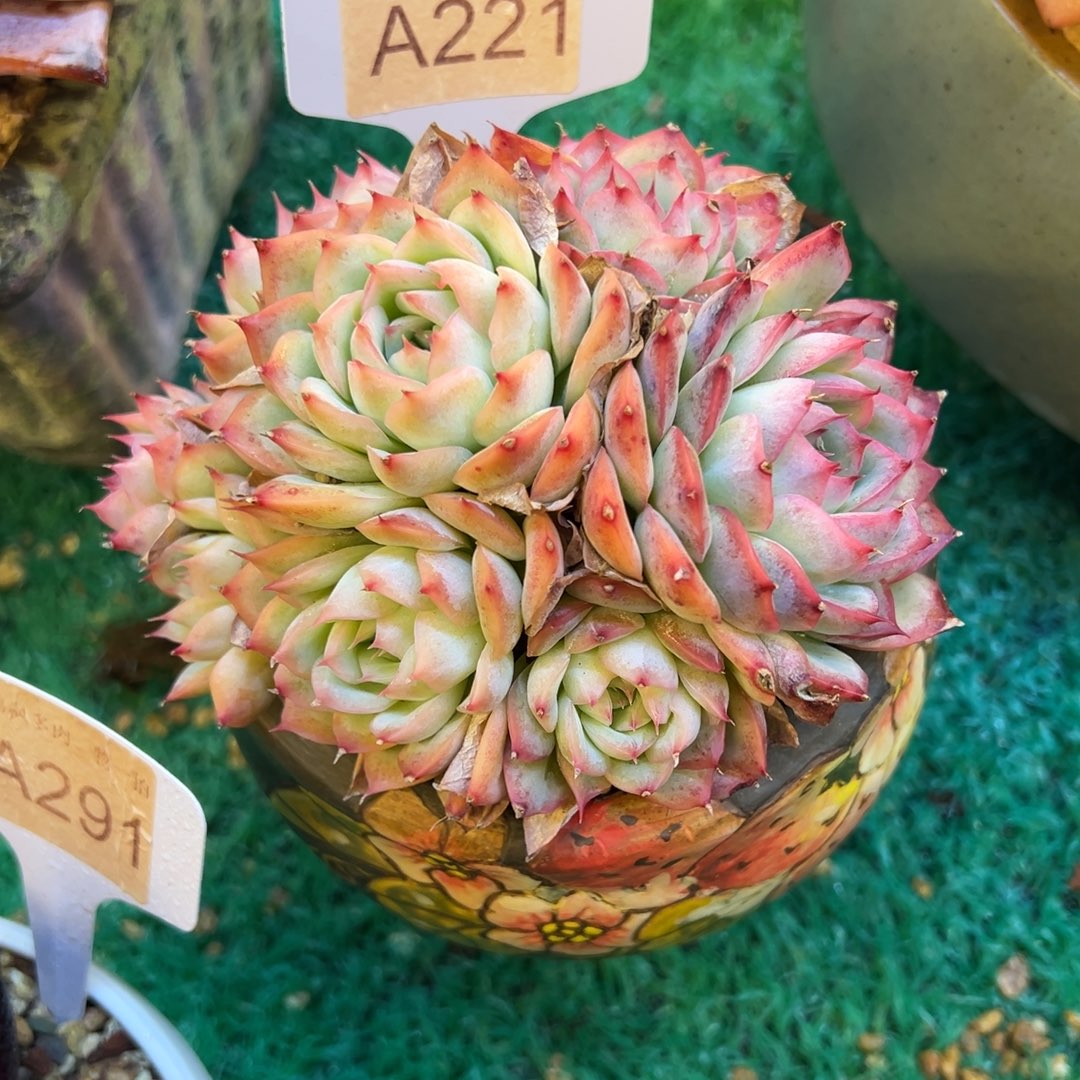 侧影，，，，，，，，，，，，，，，