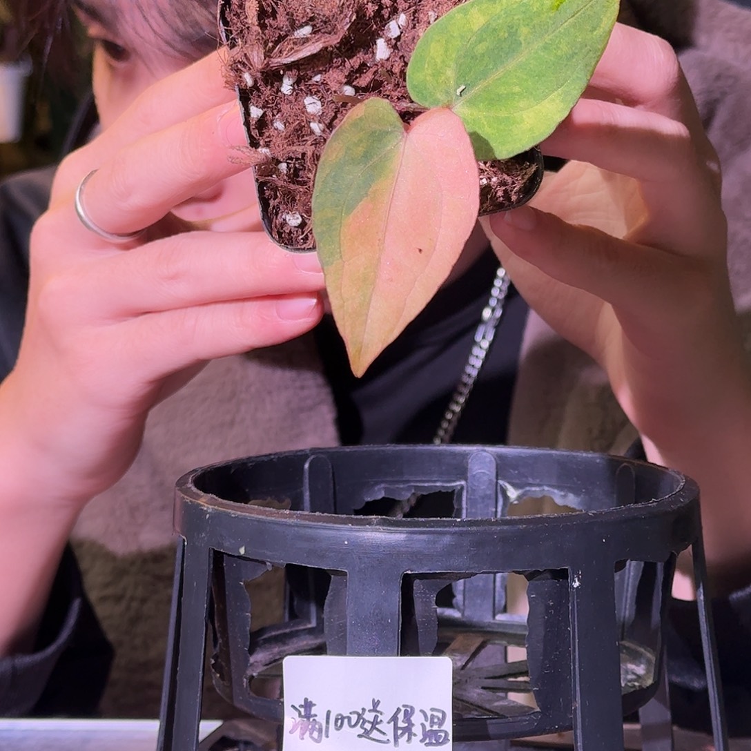 不开花植物G757桃鸡粉锦