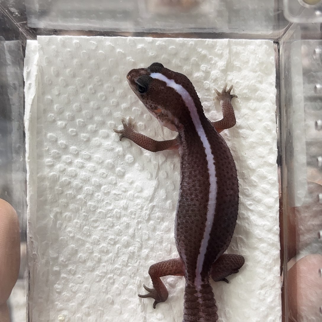 肥尾守宫奥利奥无纹隐幽灵