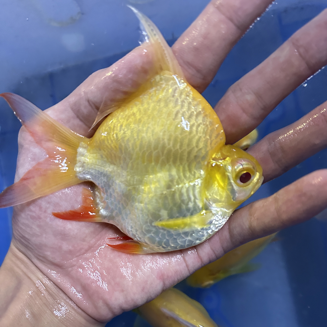 【超球体】泰国进口黄金元宝鲫零号短身活体侧鱼金凤龙鱼虎鱼配鱼