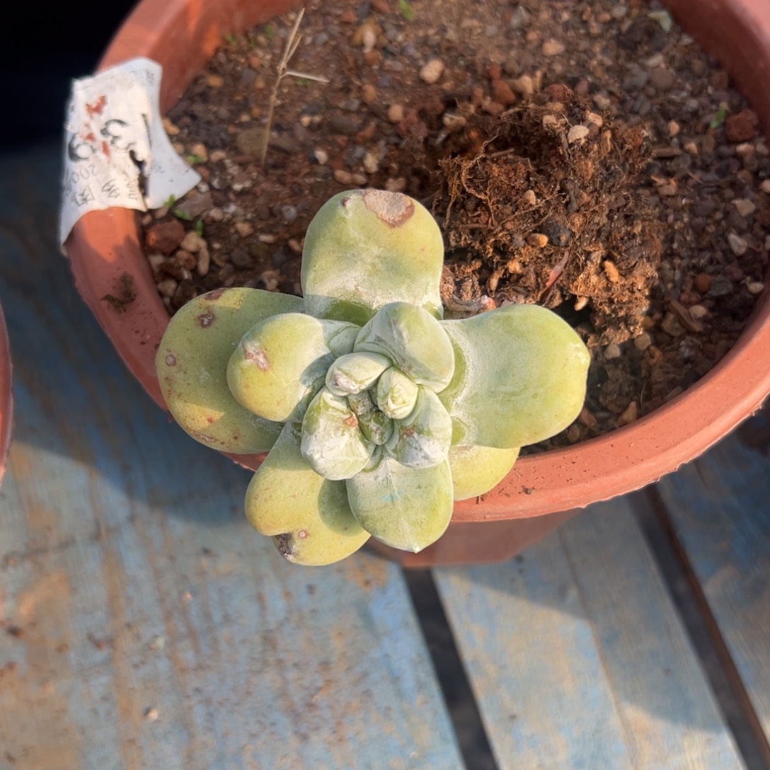 柚****谢谢姐姐～一物一拍1249