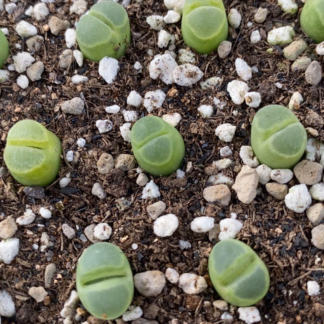 Y400风铃一颗一颗