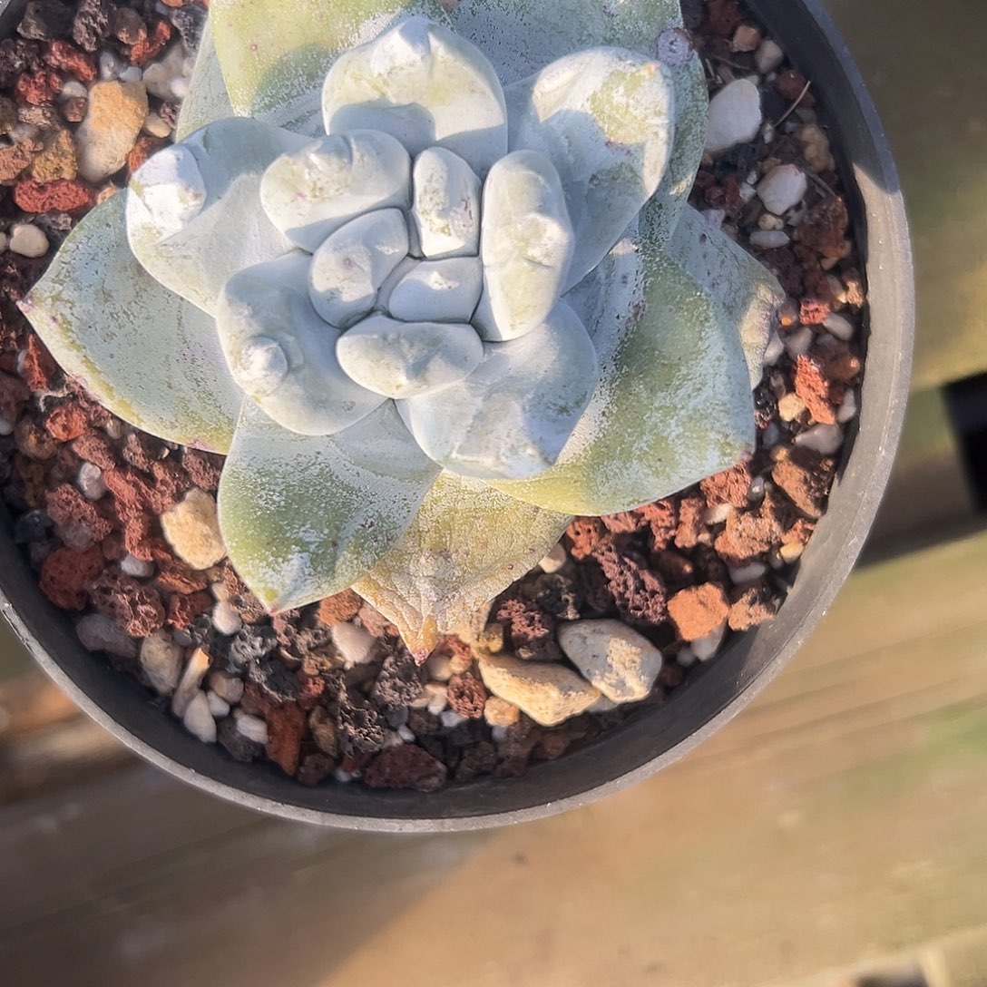 一物一拍拇指1626