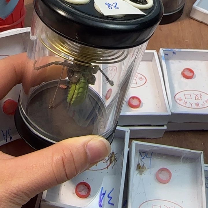 看***哥蟋蟀蝈蝈我在外面吃饭呢