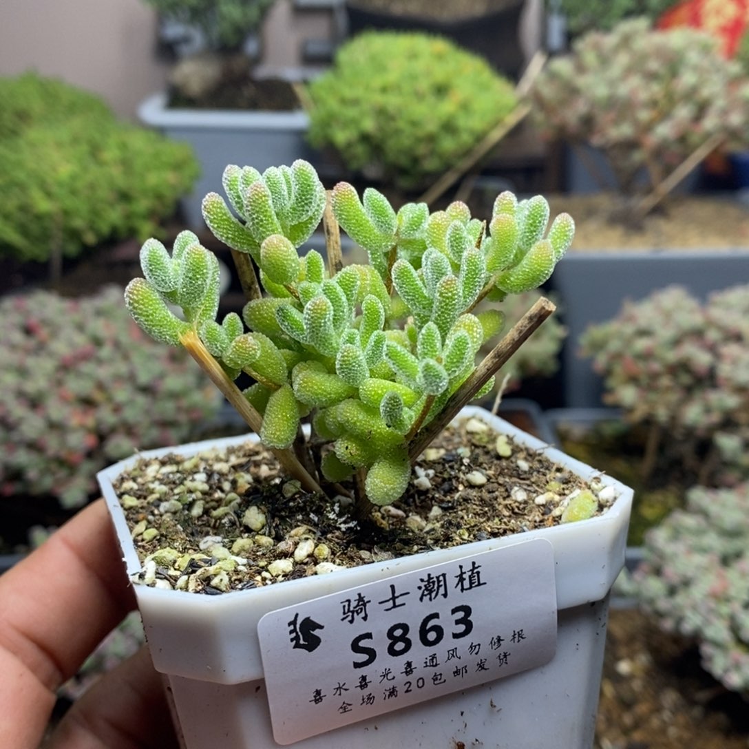 863优选冰晶枝干