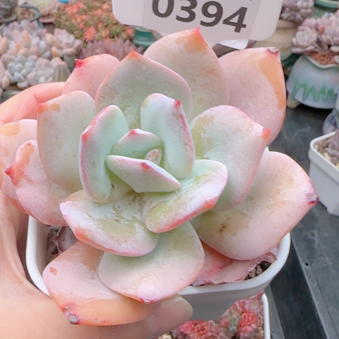 多肉植物0394…………..