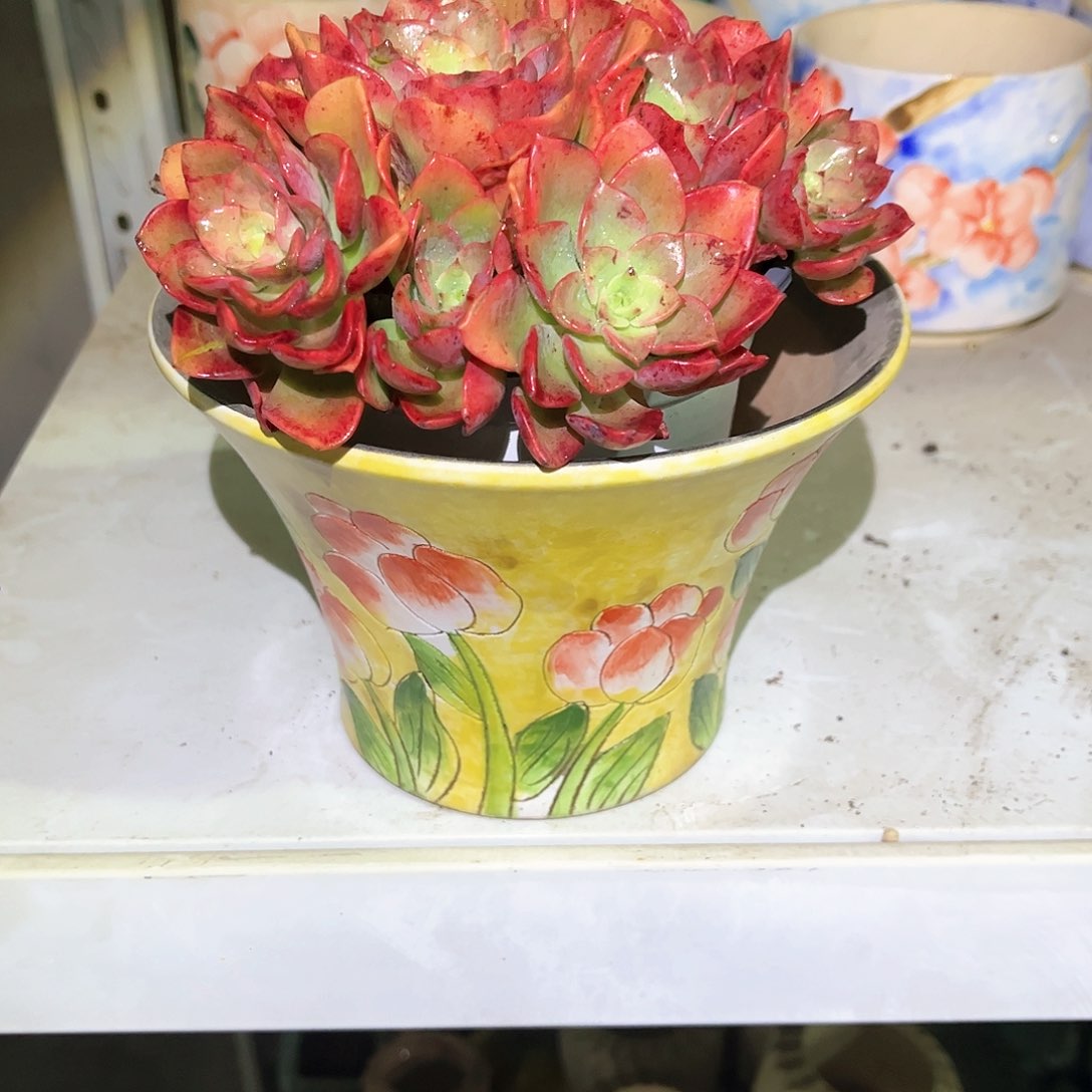 ?*红高贵花盆一物一拍