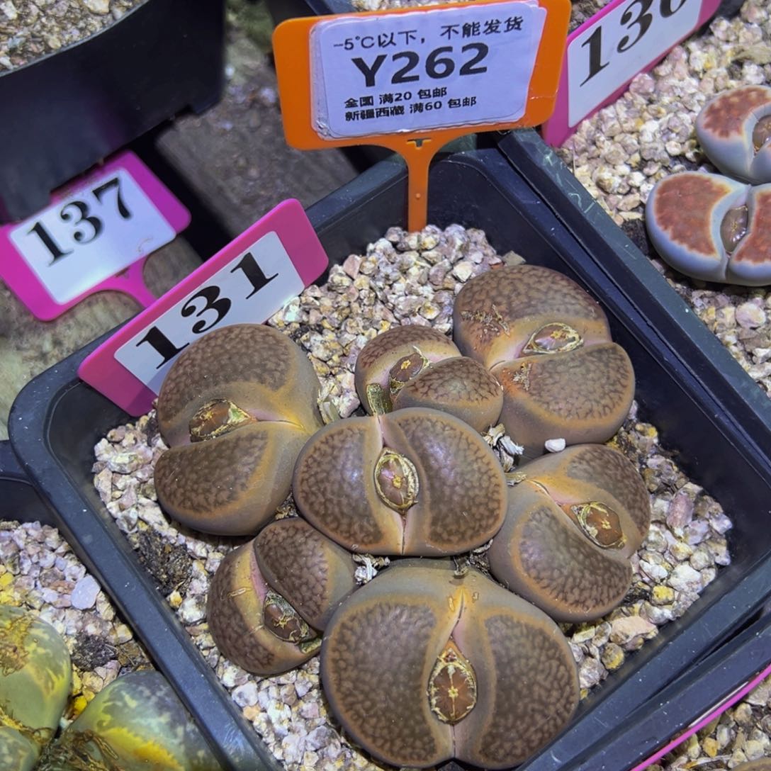 262.烟晕玉！生石花一物一拍