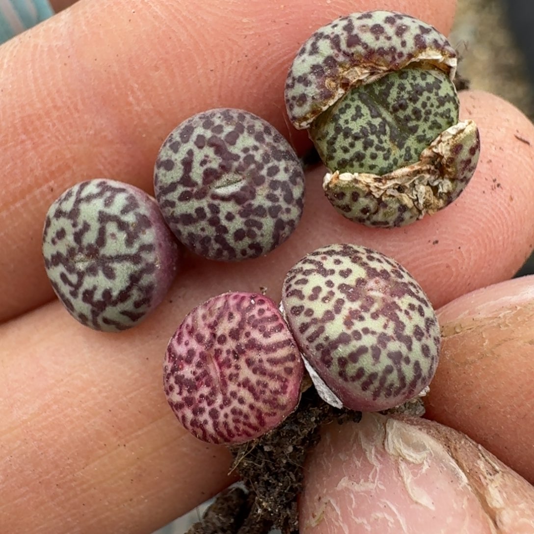 468五颗黑点安贞5685588