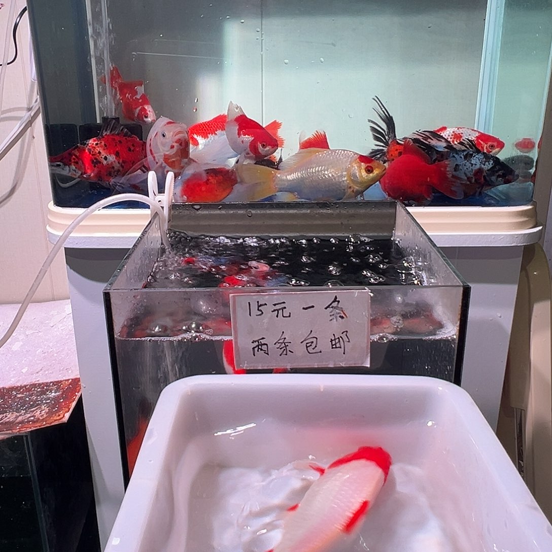 冷***漠海水观赏鱼福利多多啊