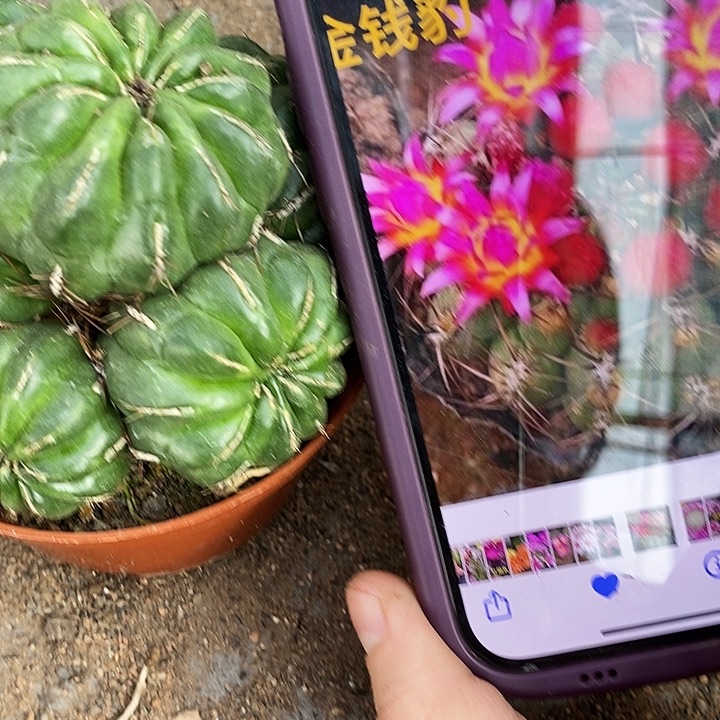 多头金钱仙人球，368900