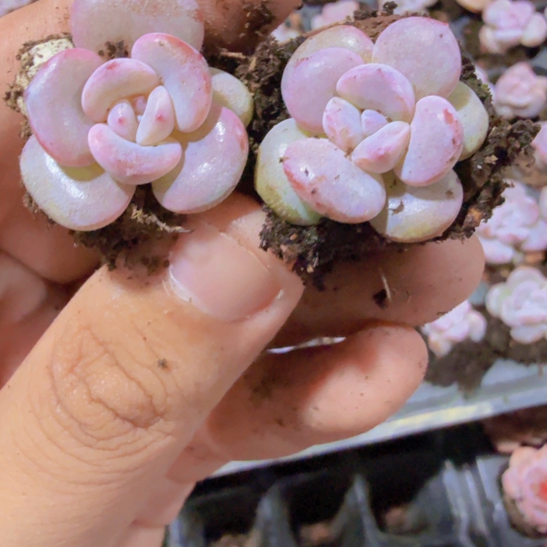 韩版奶茶五颗一组穴盘