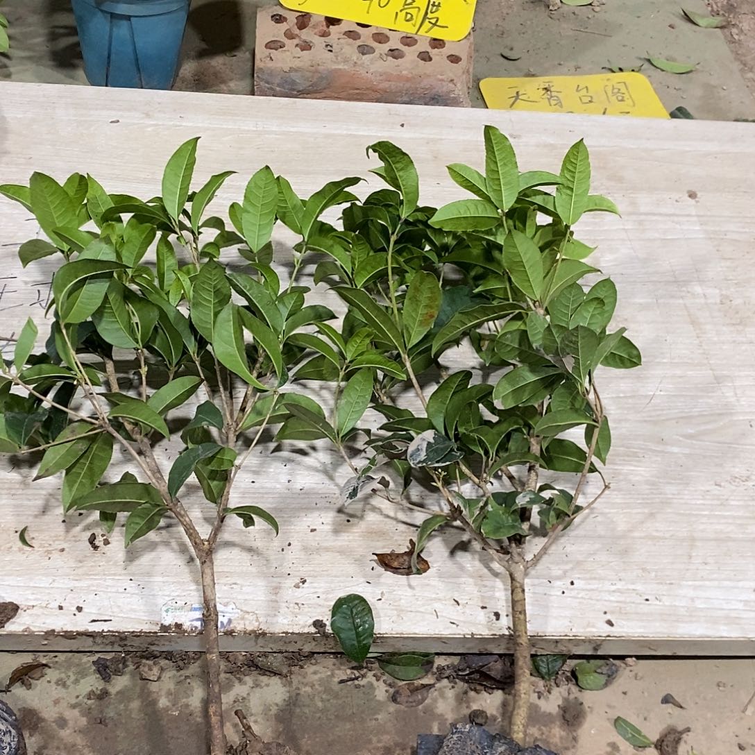 完全开放四季桂花一物一拍的