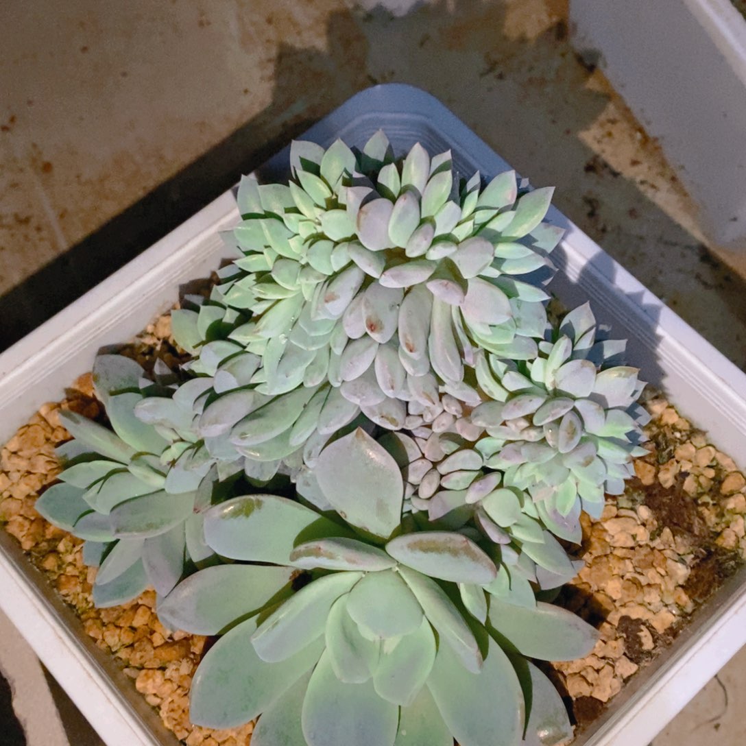 00021星影缀化小树